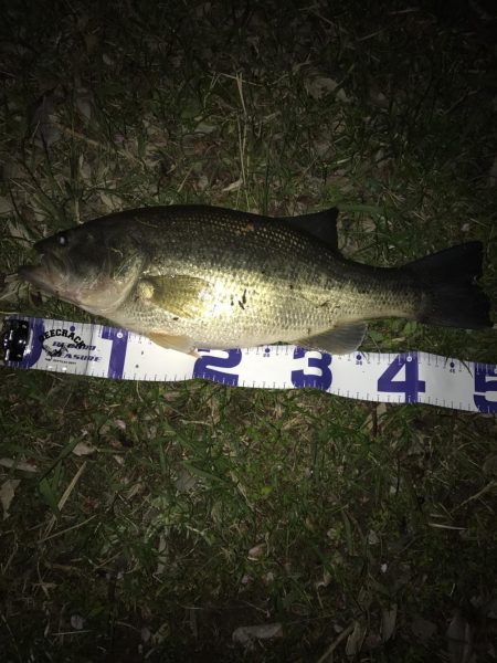 まだまだ絶好調