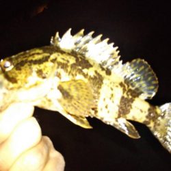 メバルさんは何処へ