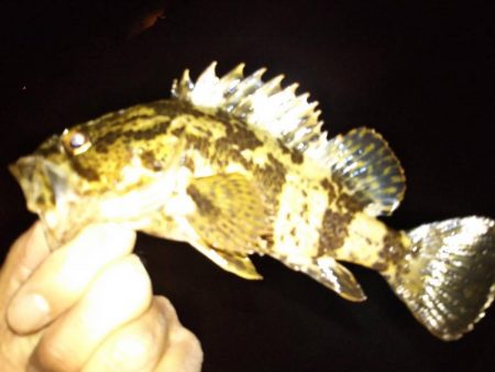 メバルさんは何処へ