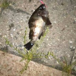 緊急司令：南芦屋浜 北側水道調査