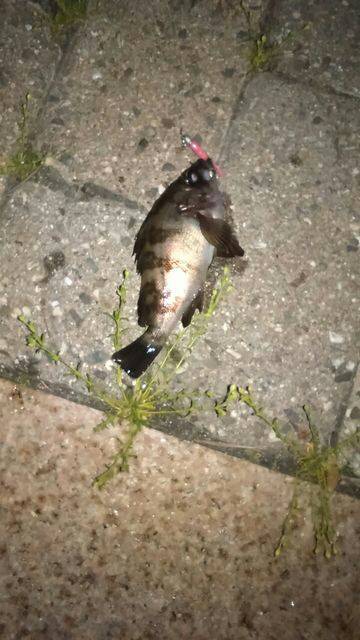 緊急司令：南芦屋浜 北側水道調査