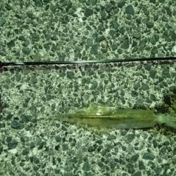 メバルとヤリイカ