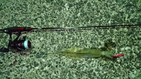 メバルとヤリイカ