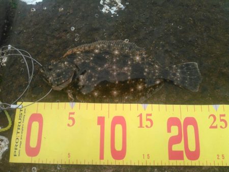 ふらっとふぃっしゅ