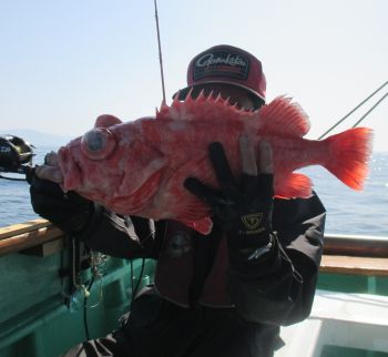 土佐安芸のハマちゃん　