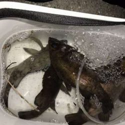 思ってたよりは釣れなかったけど・・・