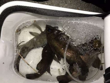 思ってたよりは釣れなかったけど・・・