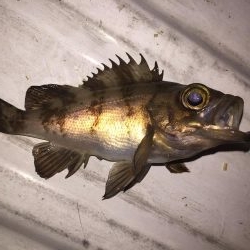 プラッキングの時期？