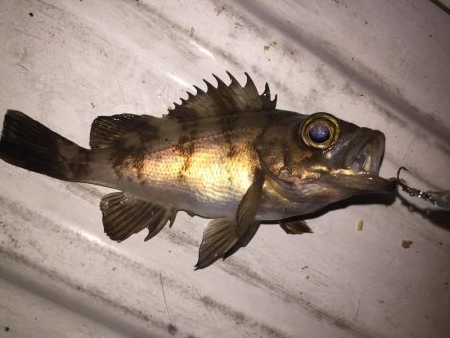 プラッキングの時期？