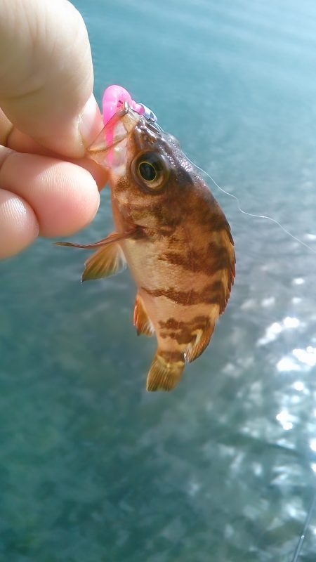 ひさびさの癒し～