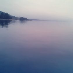 メバルは･・？