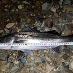 シーバスゲーム