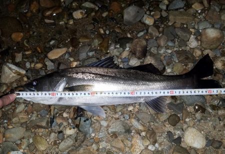 シーバスゲーム