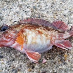 今日はイマイチ