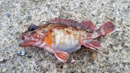 今日はイマイチ