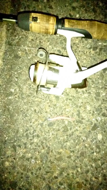 メバリング練習