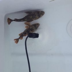 今年初出船釣行