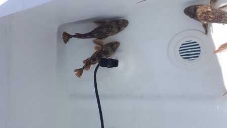 今年初出船釣行