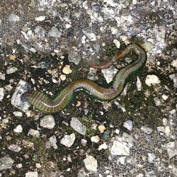 バチが抜けだした?