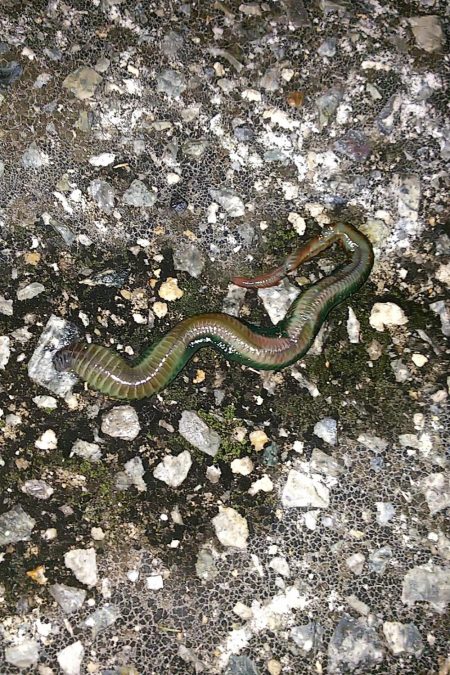 バチが抜けだした?