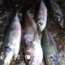 アジングロッドでエギング