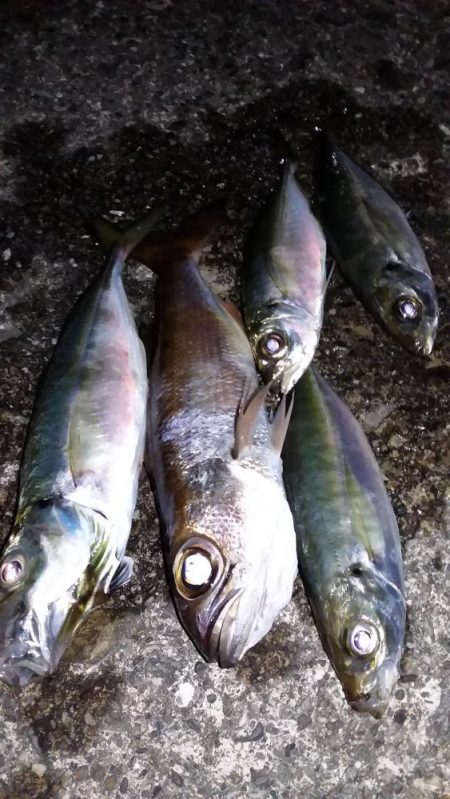 アジングロッドでエギング