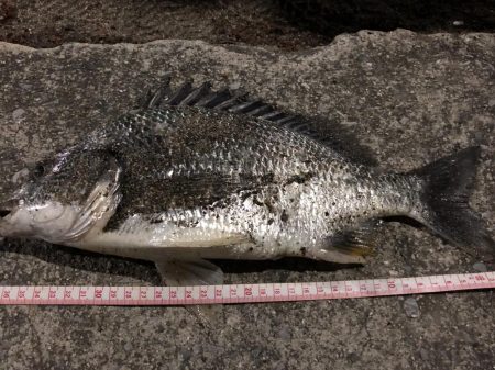 初投稿·天保山でのボトム攻め