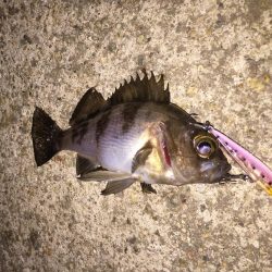 楽しいプラッキング