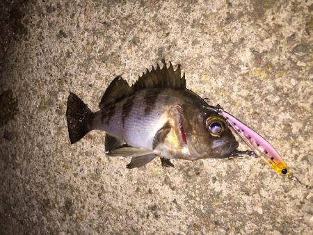 楽しいプラッキング