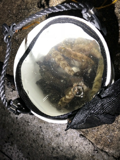 チニング撃沈メバル居残り