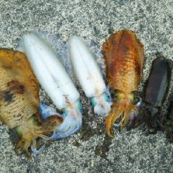 春のティップラン