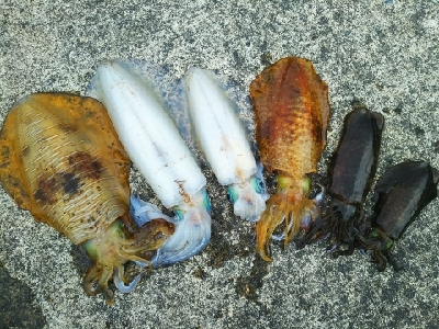 春のティップラン