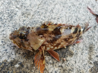 五目釣り　～色んな魚が釣れればと～