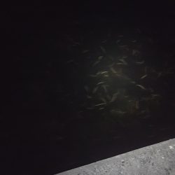 津ヨットハーバー　バチ抜け