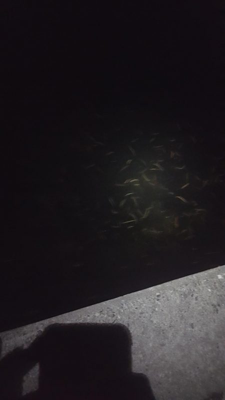 津ヨットハーバー　バチ抜け