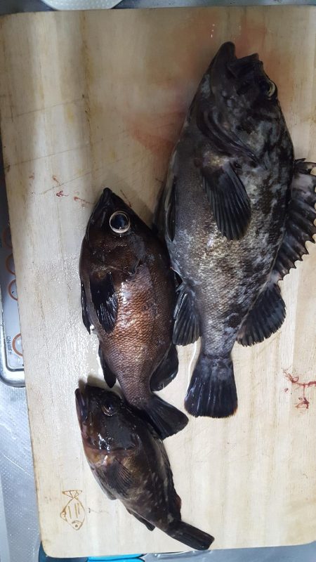 ヨットハーバーリベンジ