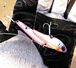 2日連続キビレゲット。フックが折れました。