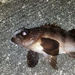 久しぶりのメバルちゃん