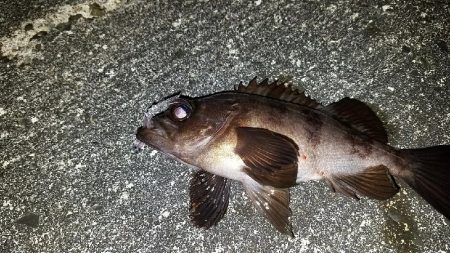 久しぶりのメバルちゃん