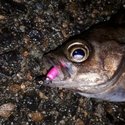 雨上がりの調査