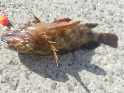 ガシラ釣り　～ネチネチ探る！～