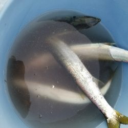 カマスフィッシング