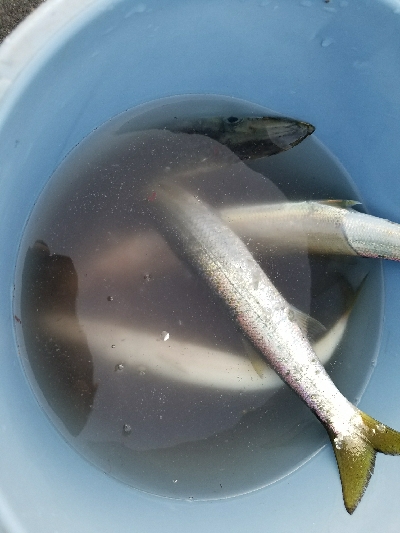 カマスフィッシング