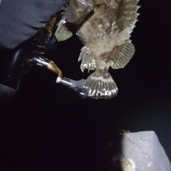 メバリング好調