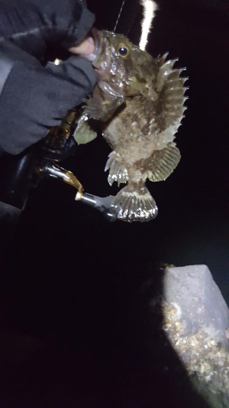 メバリング好調