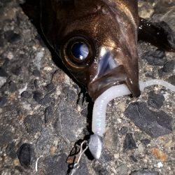 ご近所メバリングへ