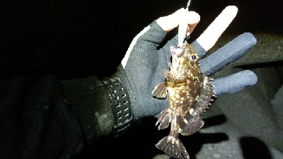 テトラ帯ライトゲーム