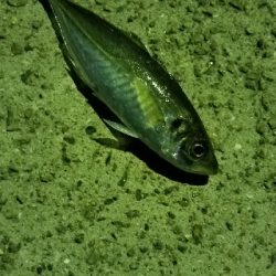 4ヵ月ぶりの坊主回避！！