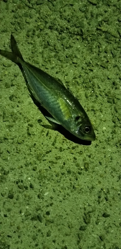 4ヵ月ぶりの坊主回避！！