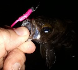 やっぱ、メバリング